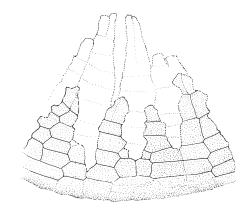 Ulota membranata, peristome detail showing paired exostome teeth (not shaded) and four endostome segments. Drawn from G.O.K. Sainsbury 5257, CHR 556095.
 Image: R.C. Wagstaff © Landcare Research 2017 